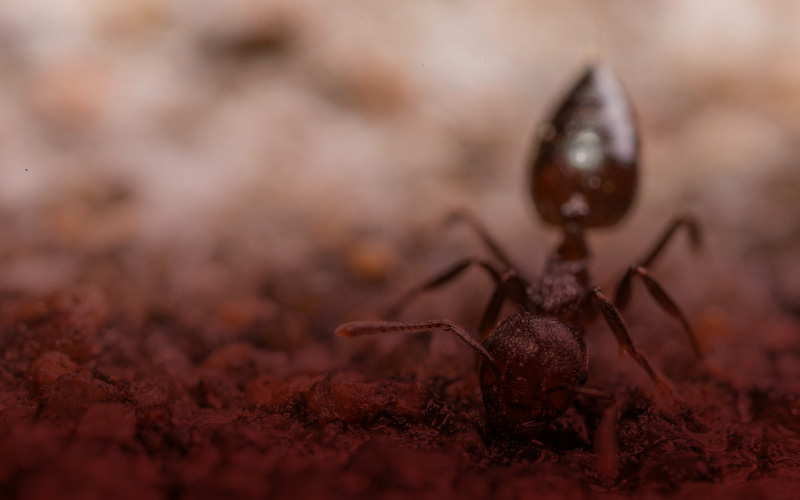 residential pest control services in thanjavur