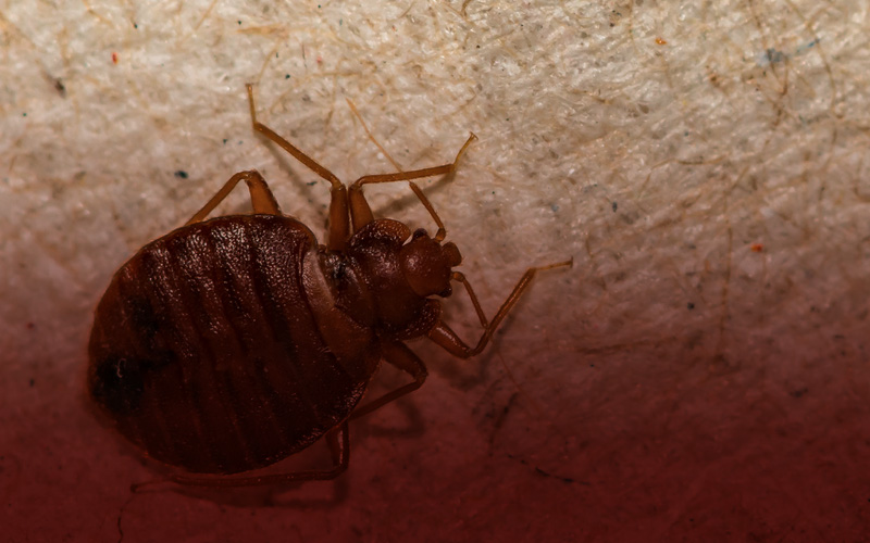 pest control in thanjavur