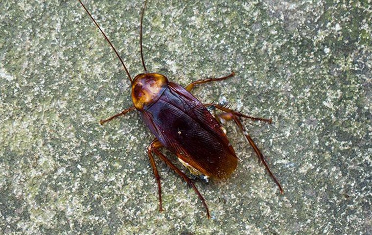 pest control services in thanjavur