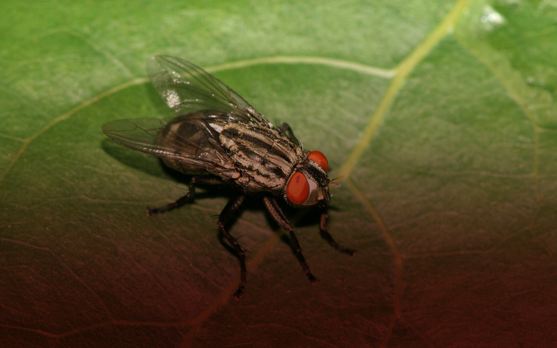 commercial pest control services in thanjavur