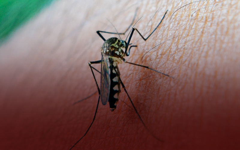 commercial pest control services in thanjavur