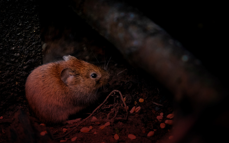 pest control services in thanjavur