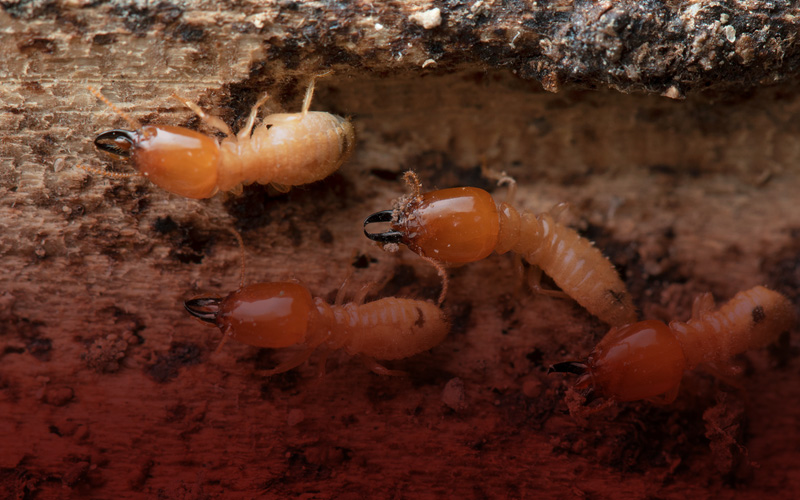 residential pest control services in thanjavur